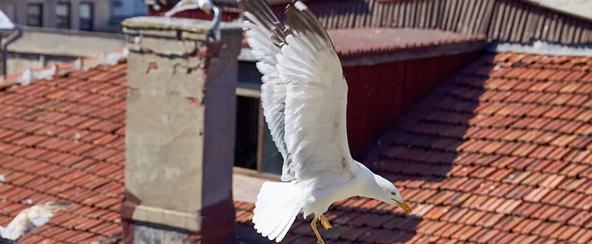 Residential Chimney Animal Removal Solution in Kingstowne, VA